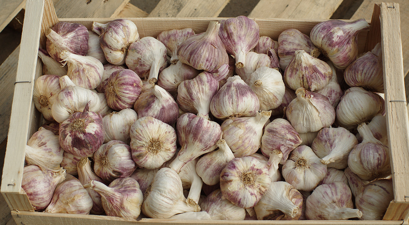 Knoblauch Violett 1kg