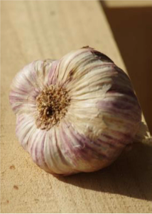 Knoblauch Violett 0,45 kg