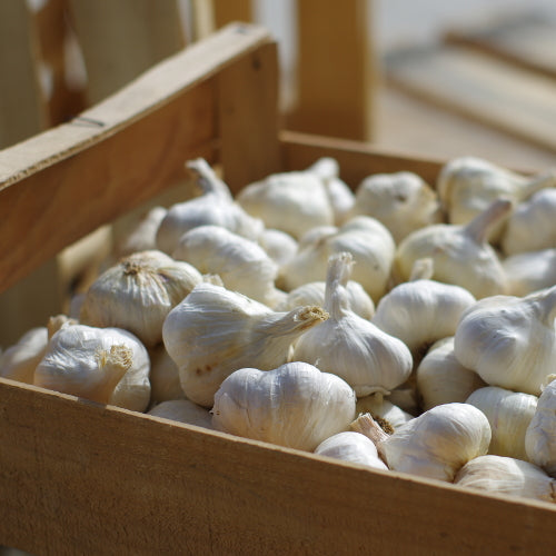 Knoblauch Weiß 1 kg